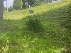 vente terrain   St cast le guildo  157 200€ 