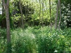 vente terrain   St Andre De Cubzac  472 500€ 