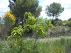 vente terrain   Saint-Pons-de-Mauchiens 13 500€ 