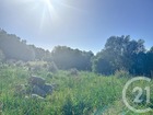 vente terrain   Porto vecchio  223 000€ 