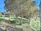 vente terrain   Porto vecchio  212 000€ 