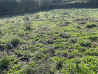 vente terrain   TOMINO  120 000€ 