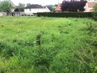 vente terrain   SAINTINES 76 000€ 