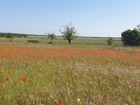 vente terrain   DARVAULT 84 500€ 